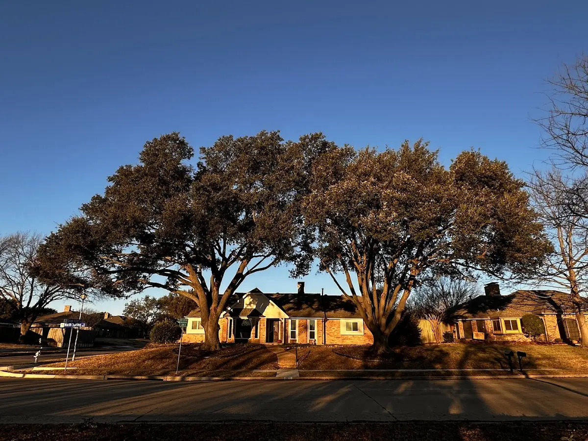 Established residential canopy tree shading a home in Prinsburg